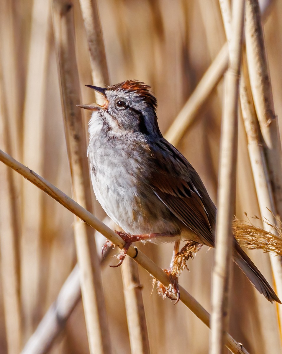 Swamp Sparrow - Michel Laquerre