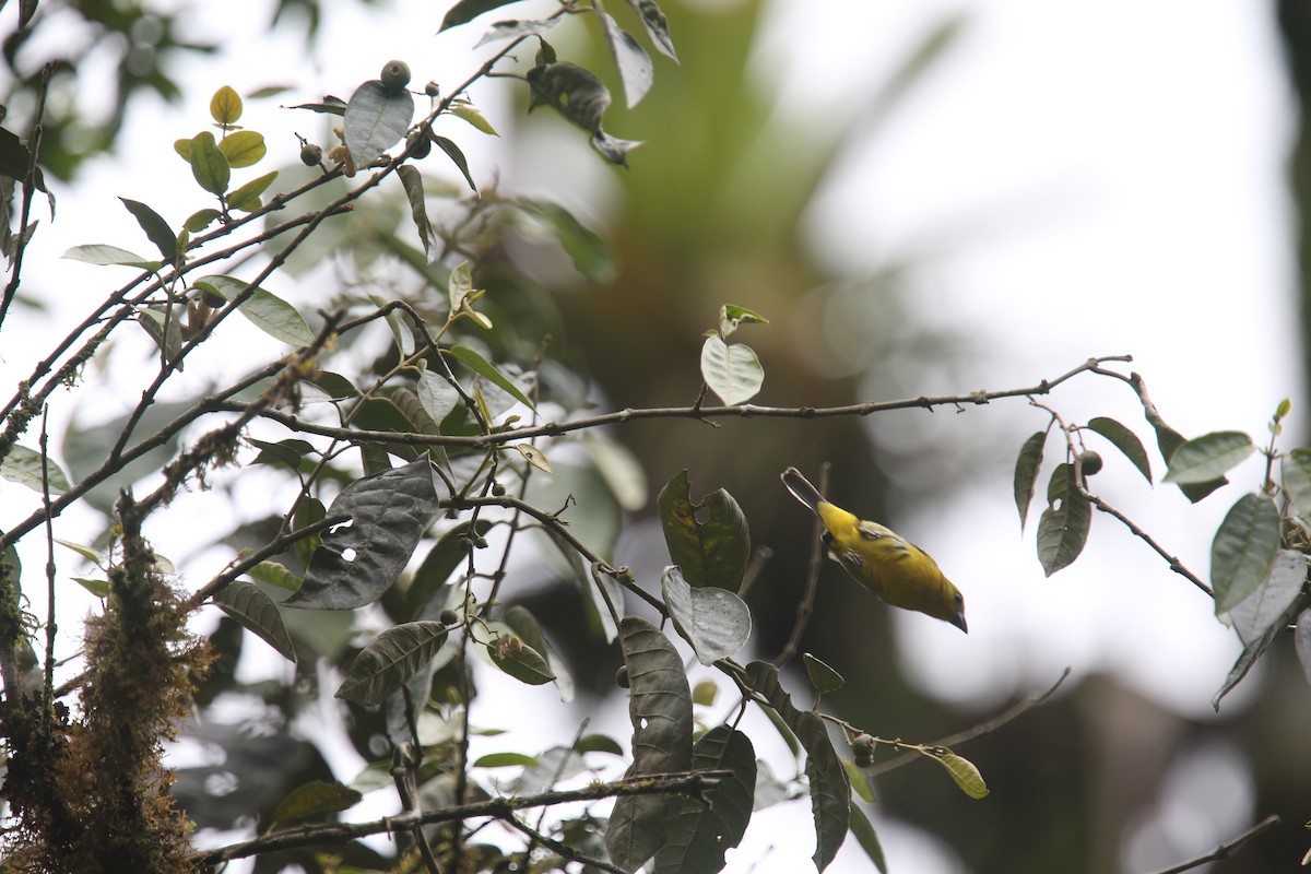 White-winged Tanager - ML617970570