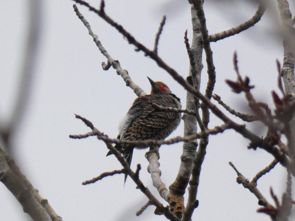 Northern Flicker (Yellow-shafted x Red-shafted) - ML617970571