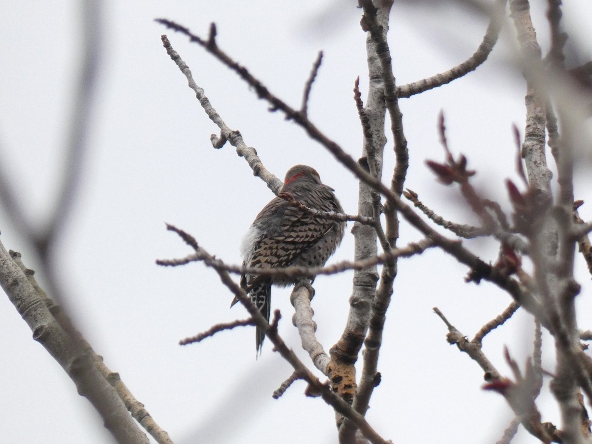 Northern Flicker (Yellow-shafted x Red-shafted) - ML617970573