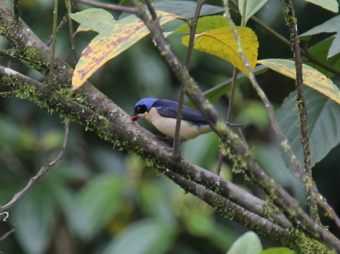 Fawn-breasted Tanager - Desmond Allen