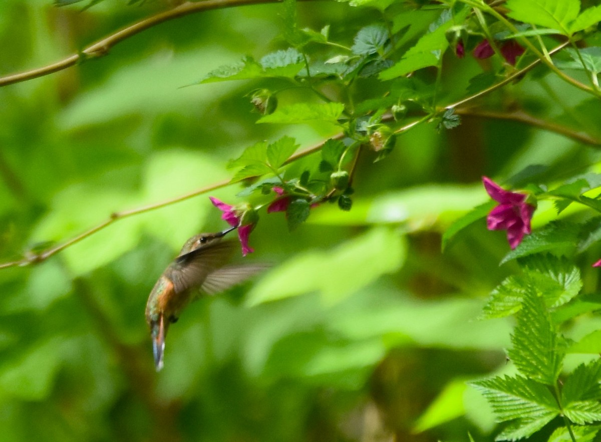Rufous Hummingbird - ML617970589