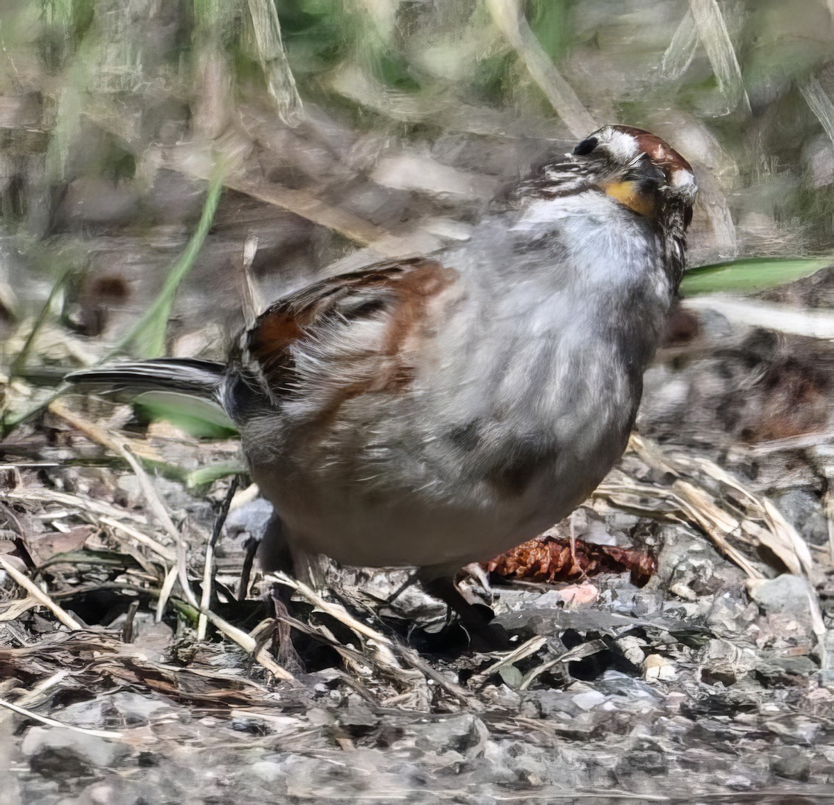 Swamp Sparrow - ML617970592