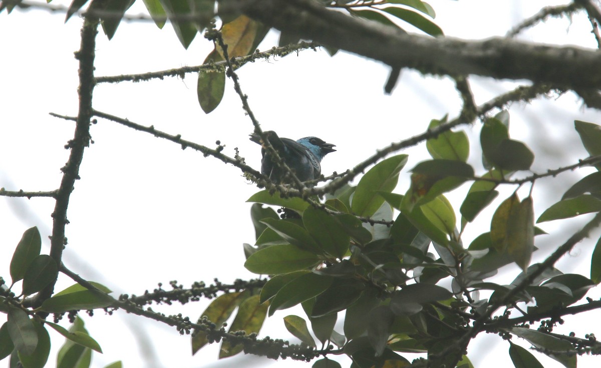 Blue-necked Tanager - ML617970616