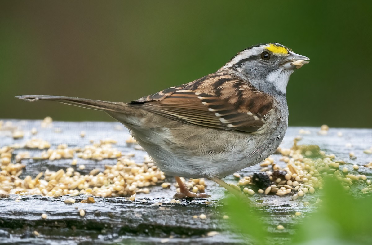 White-throated Sparrow - ML617970657
