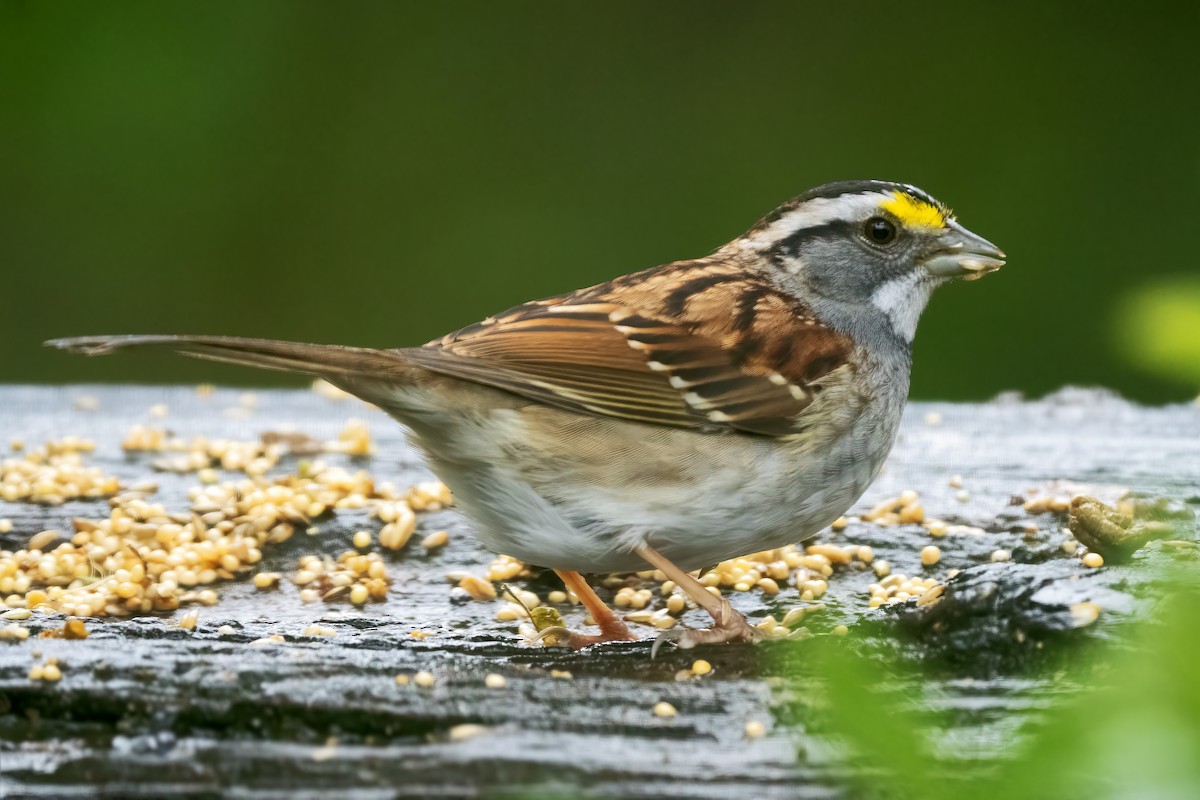 White-throated Sparrow - Mark Chappell