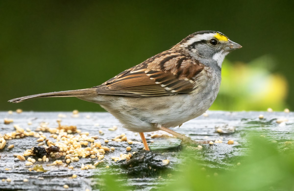 White-throated Sparrow - ML617970659