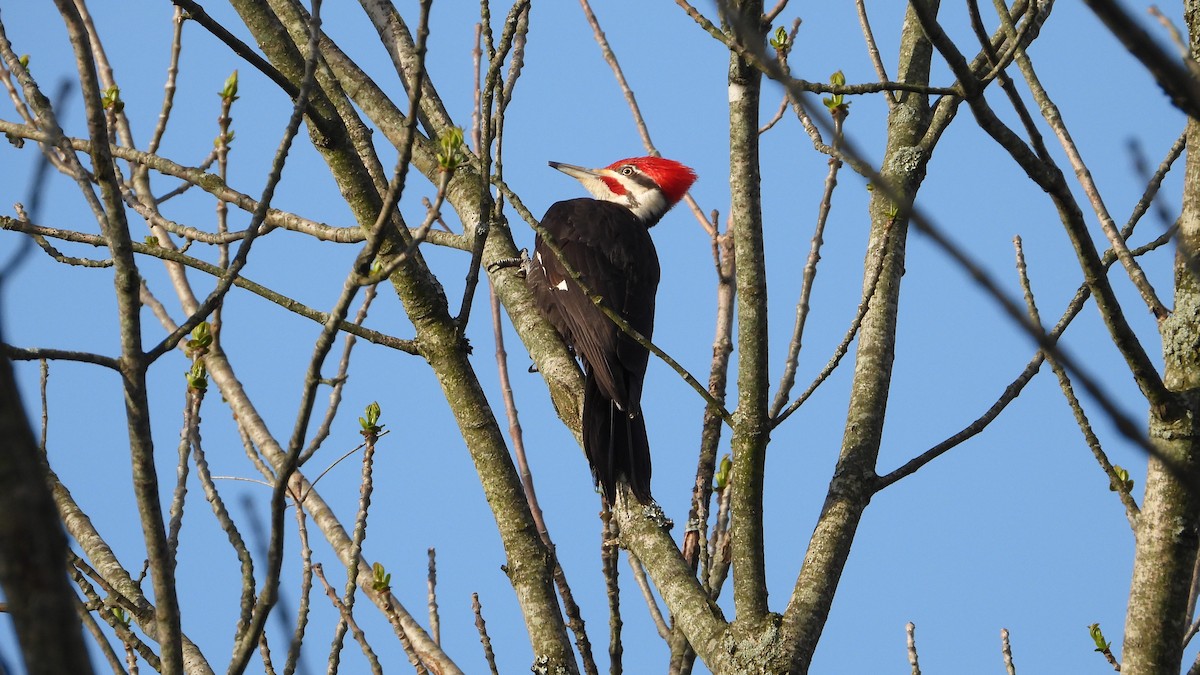 Pileated Woodpecker - Andy Buchsbaum