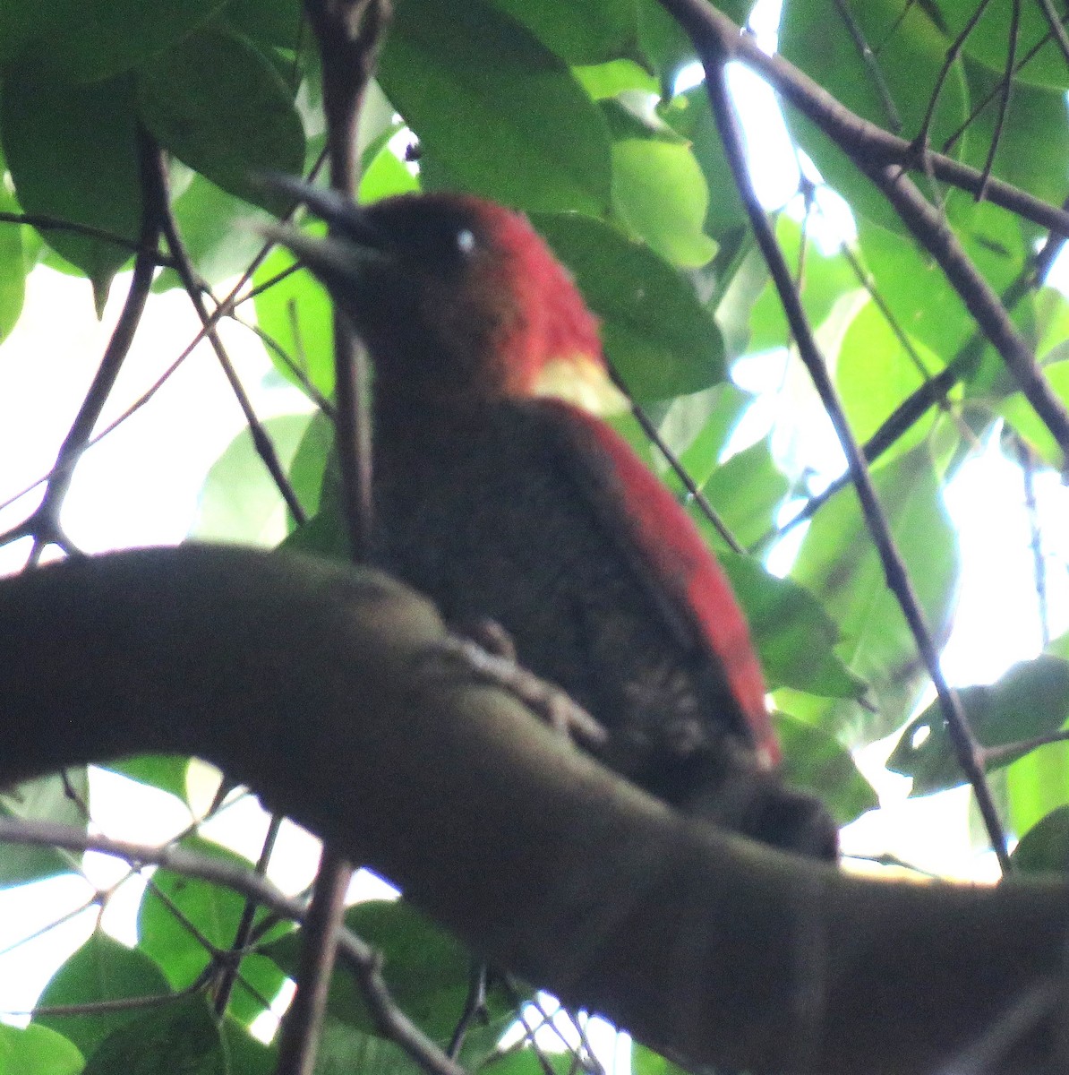Banded Woodpecker - ML617970689