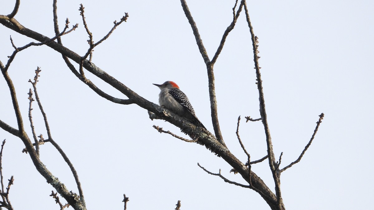 Red-bellied Woodpecker - ML617970696