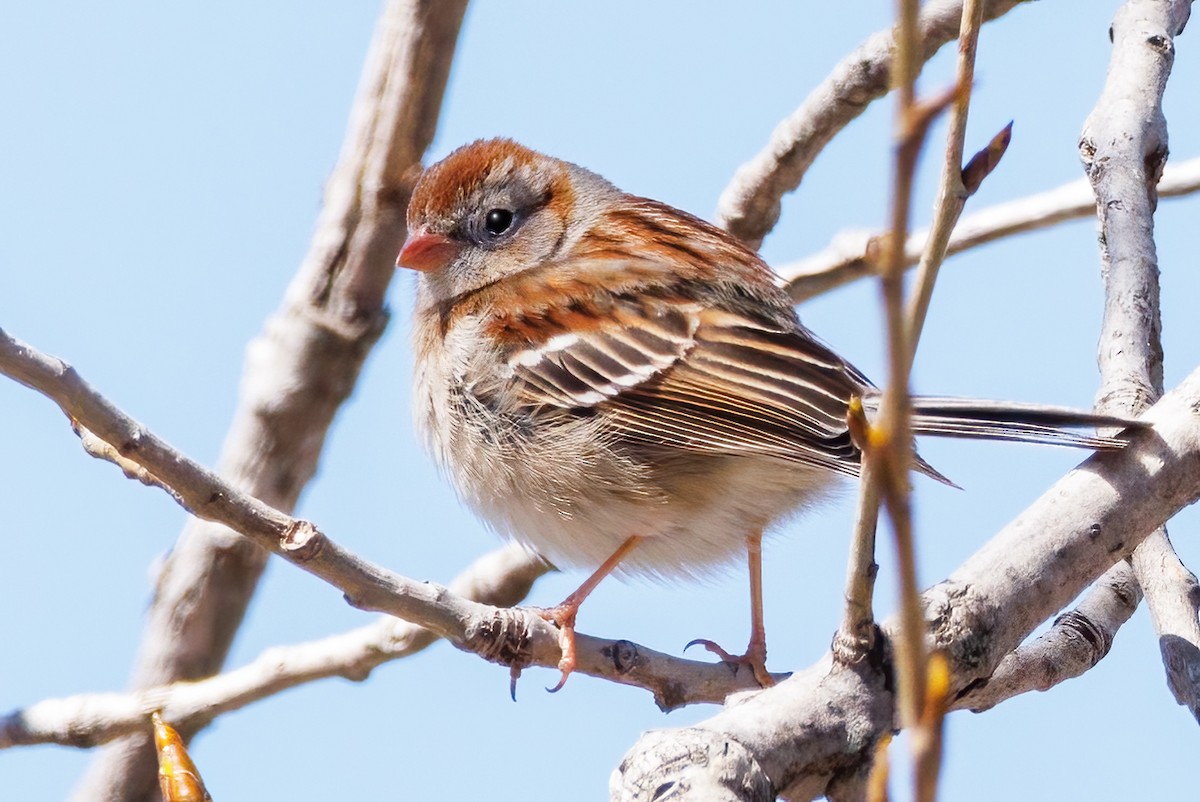 Field Sparrow - ML617970699