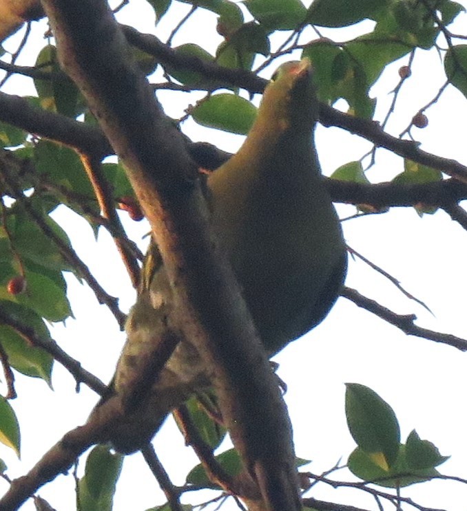 Thick-billed Green-Pigeon - ML617970702