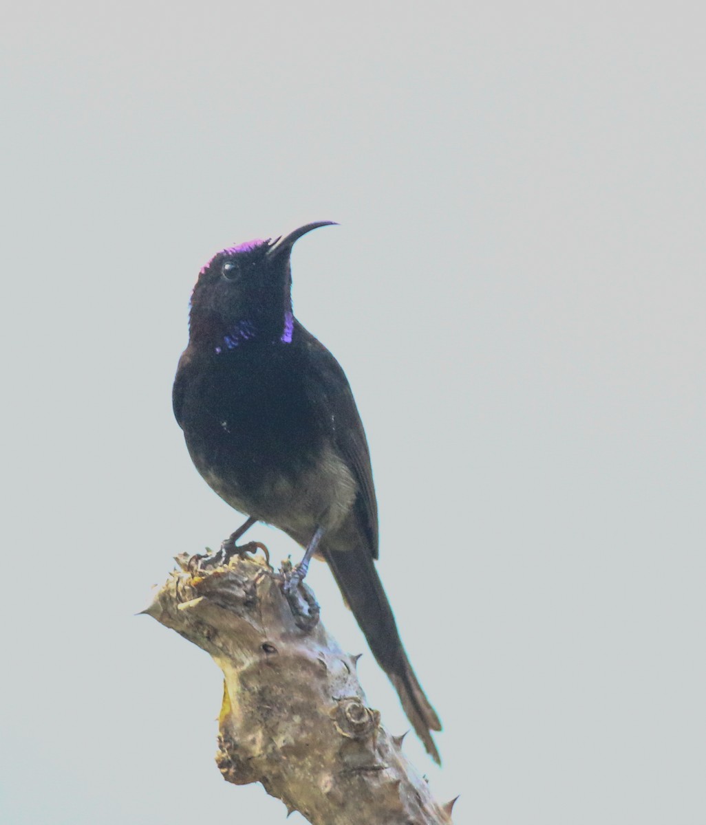 Black-throated Sunbird - ML617970714