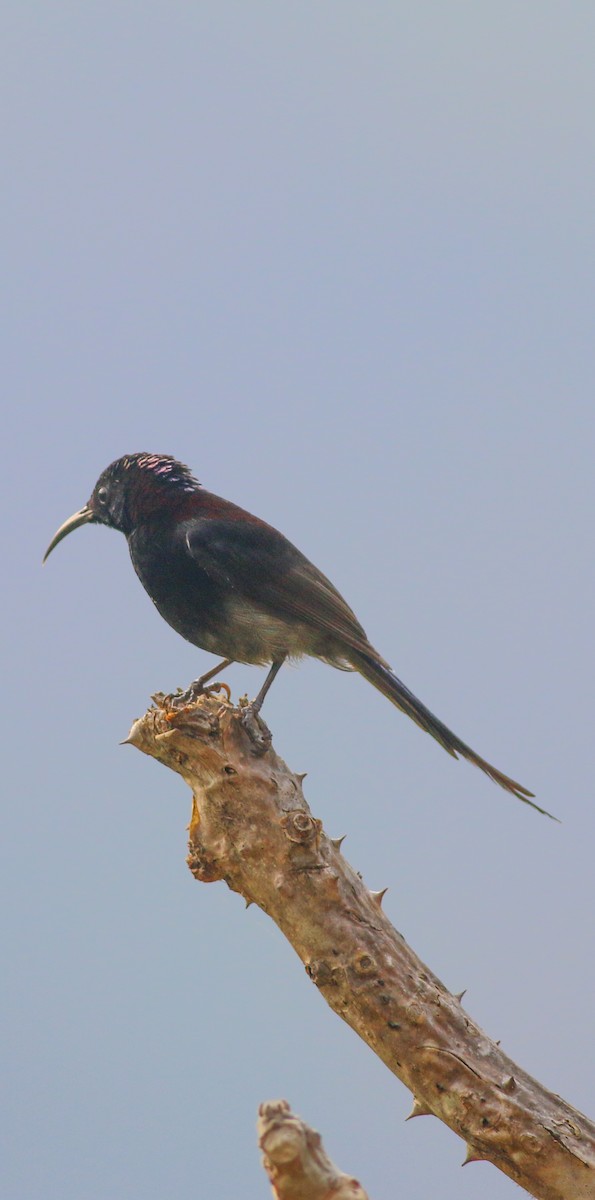 Black-throated Sunbird - Praveen es