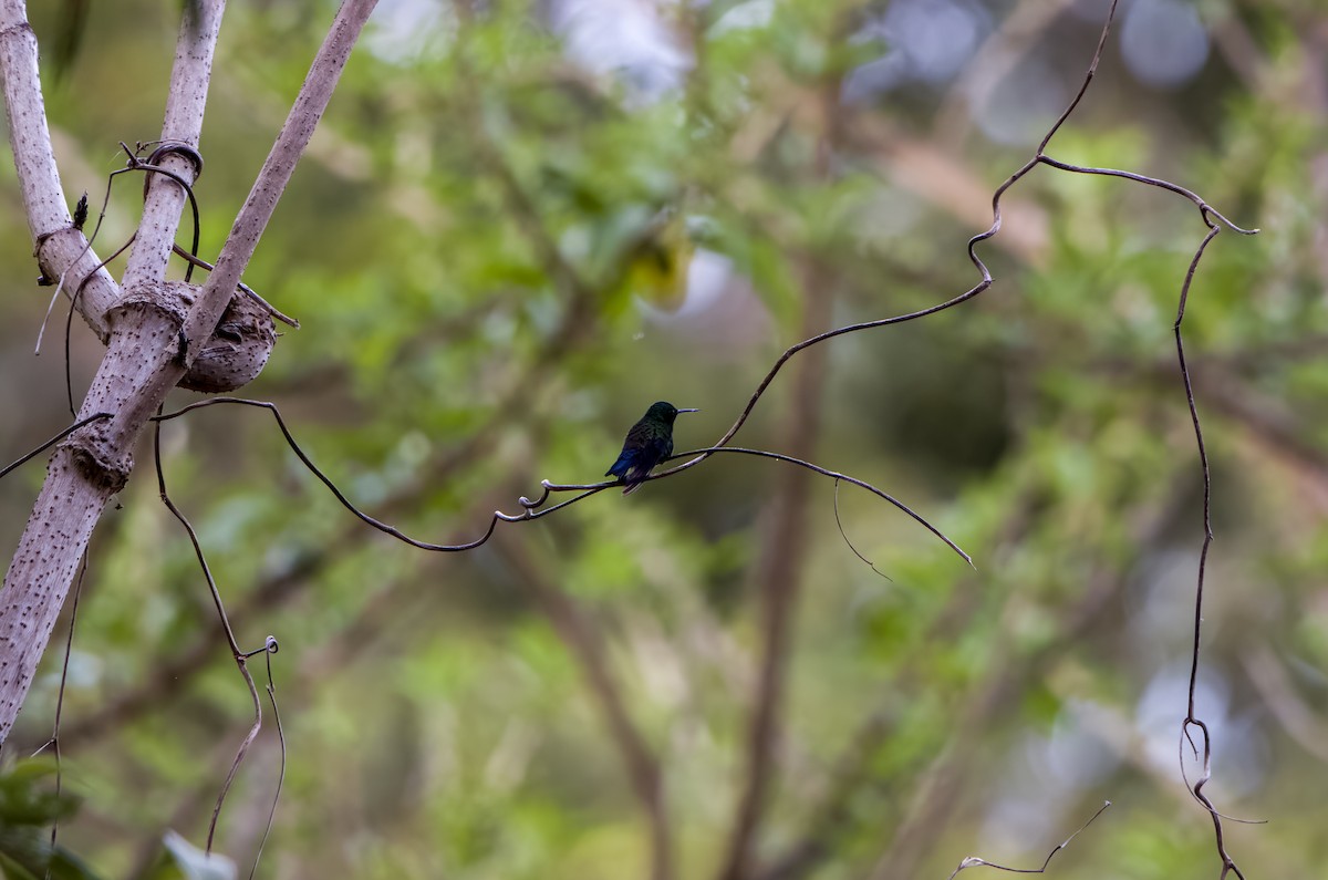 Blue-vented Hummingbird - ML617970738