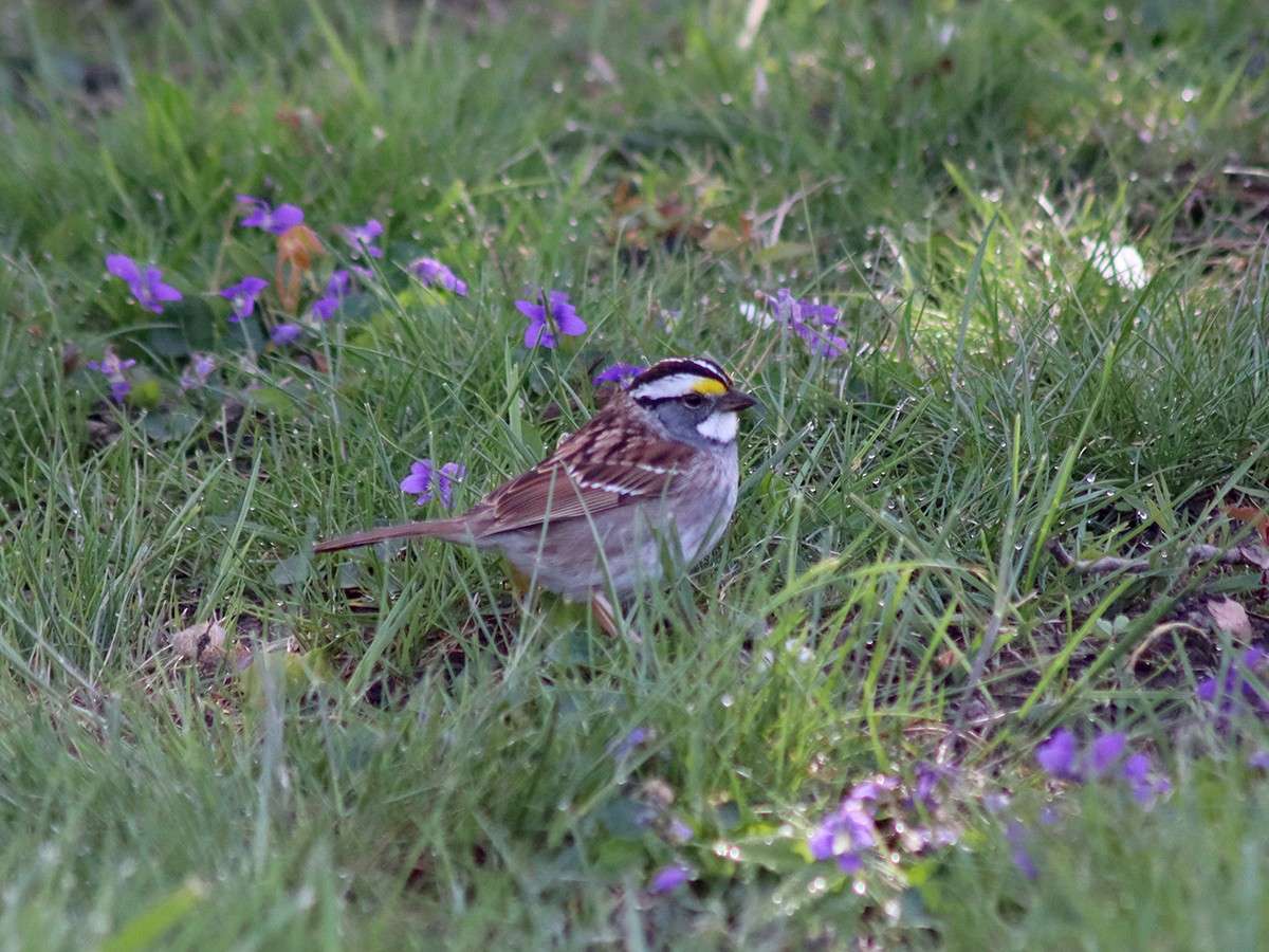 White-throated Sparrow - ML617970741
