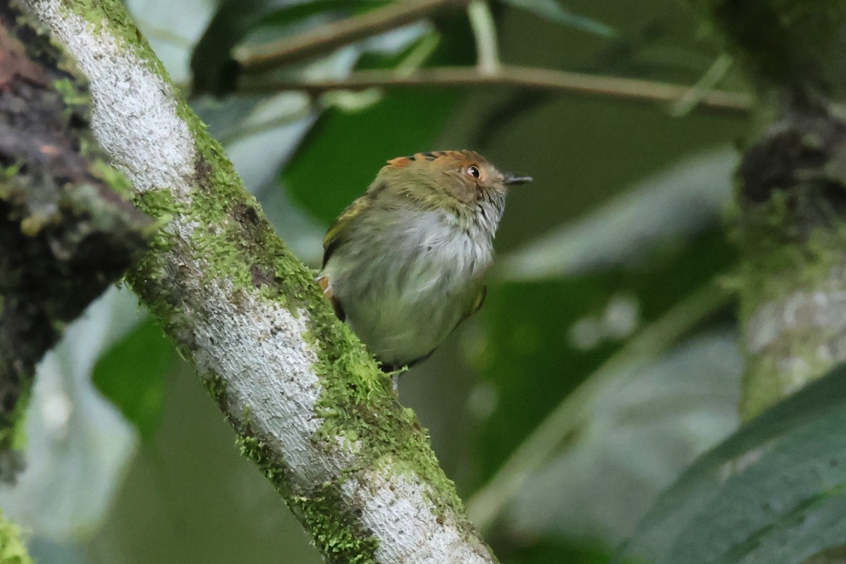 Scale-crested Pygmy-Tyrant - ML617970742