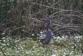 Tricolored Heron - Patrick Oakes