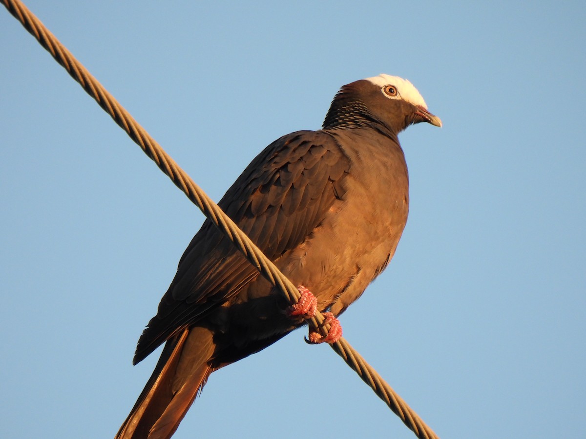 White-crowned Pigeon - ML617970784