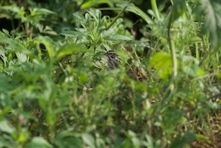 Savannah Sparrow - ML617970788