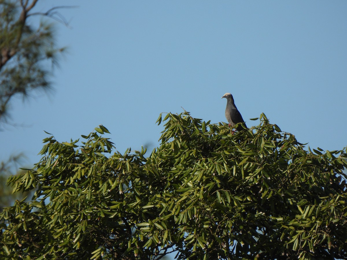 White-crowned Pigeon - ML617970808