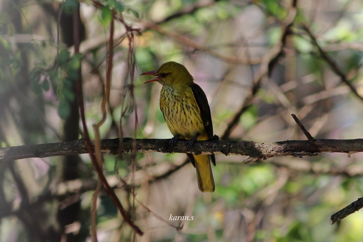 Indian Golden Oriole - ML617970810