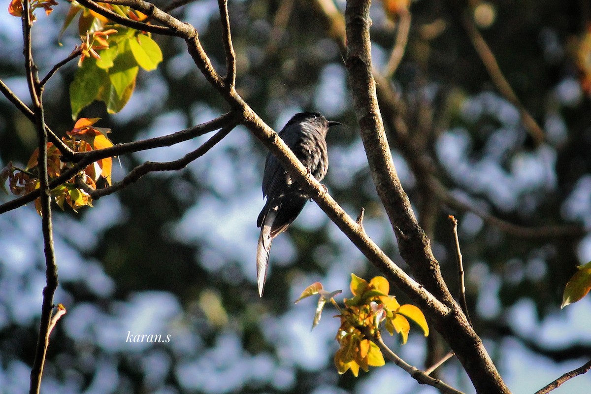 Fork-tailed Drongo-Cuckoo - Karan S