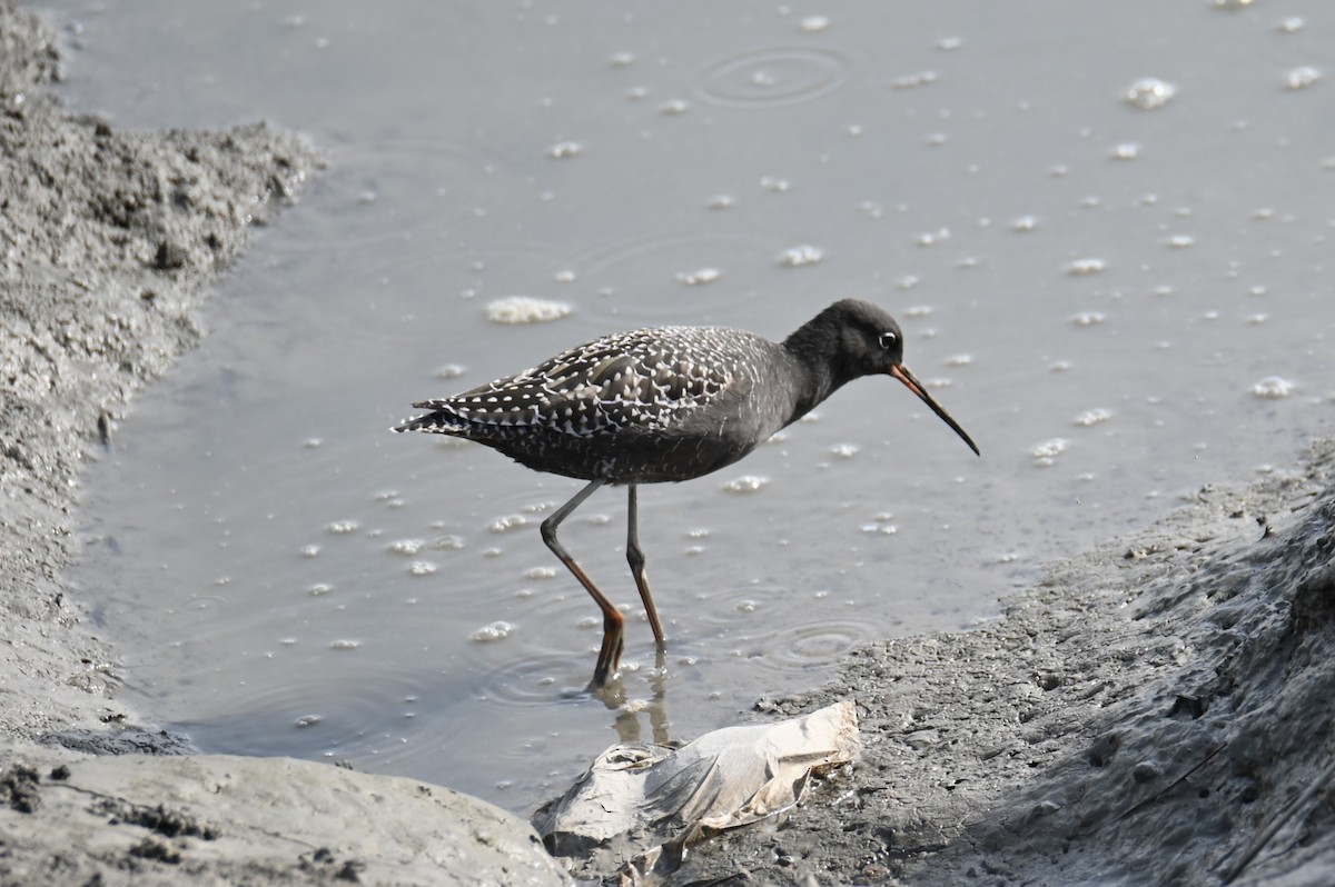 Spotted Redshank - ML617970894