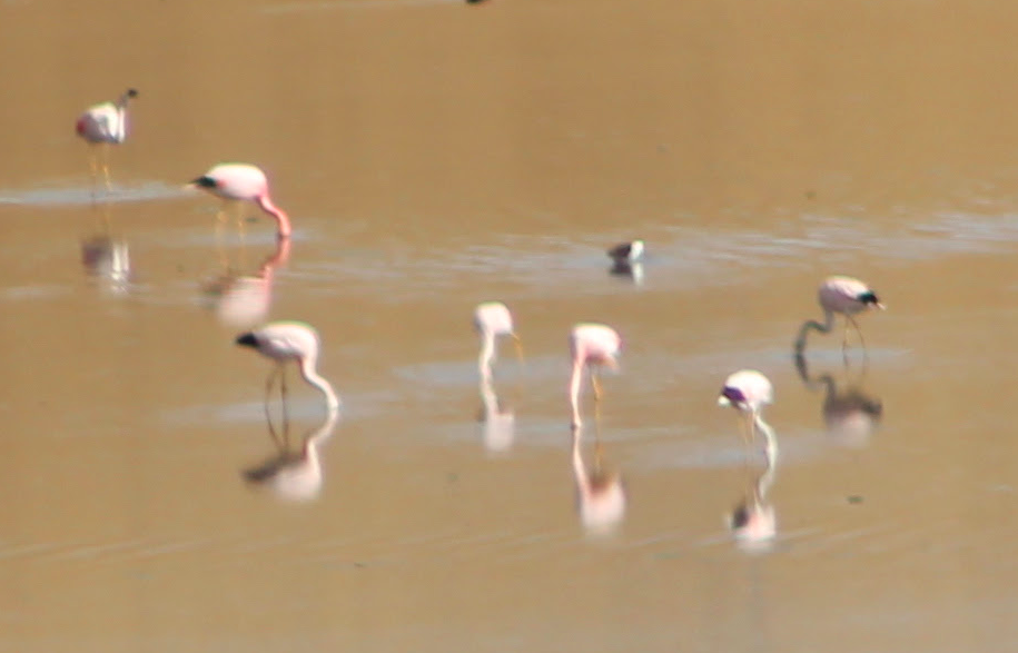 Andean Flamingo - ML617970957