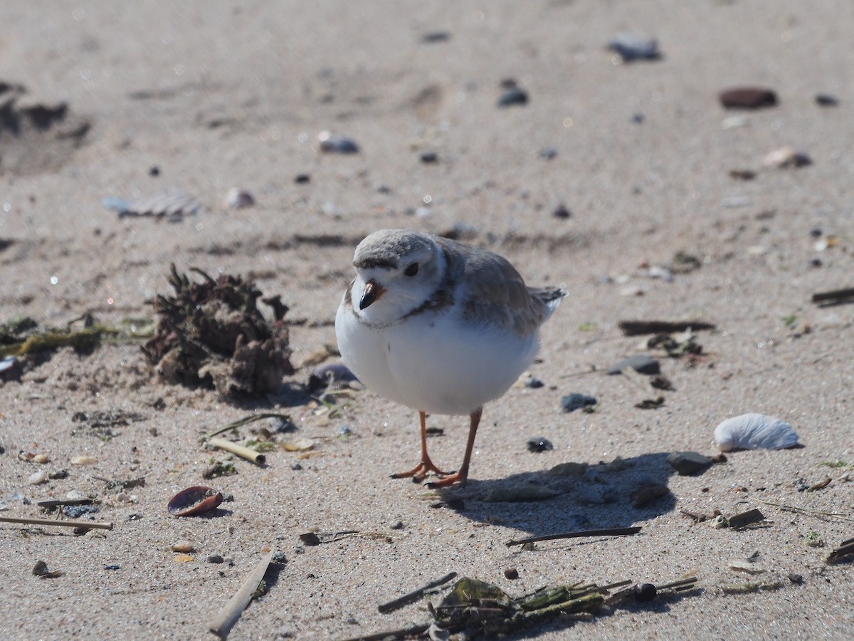 Piping Plover - ML617970987