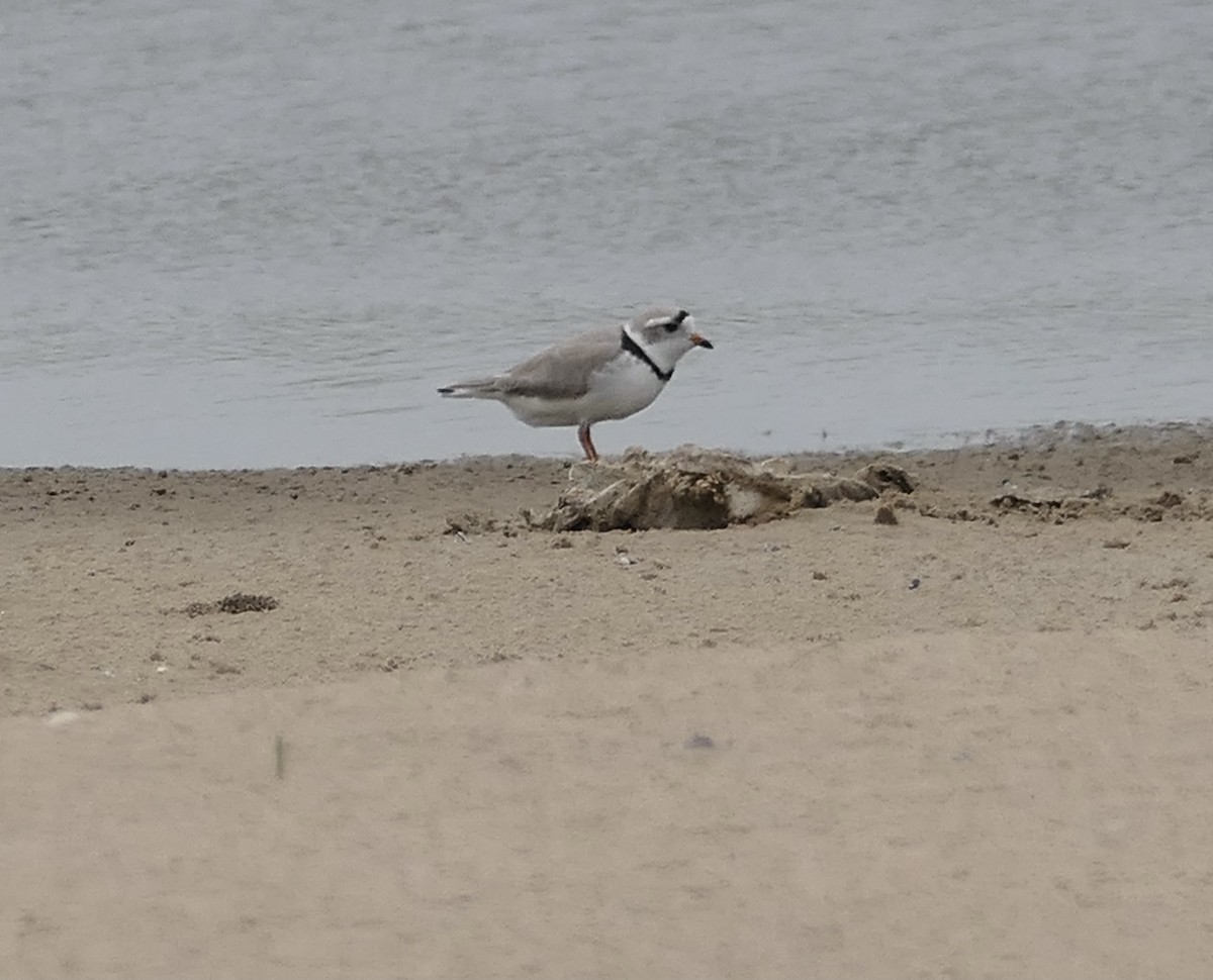 Piping Plover - ML617971011