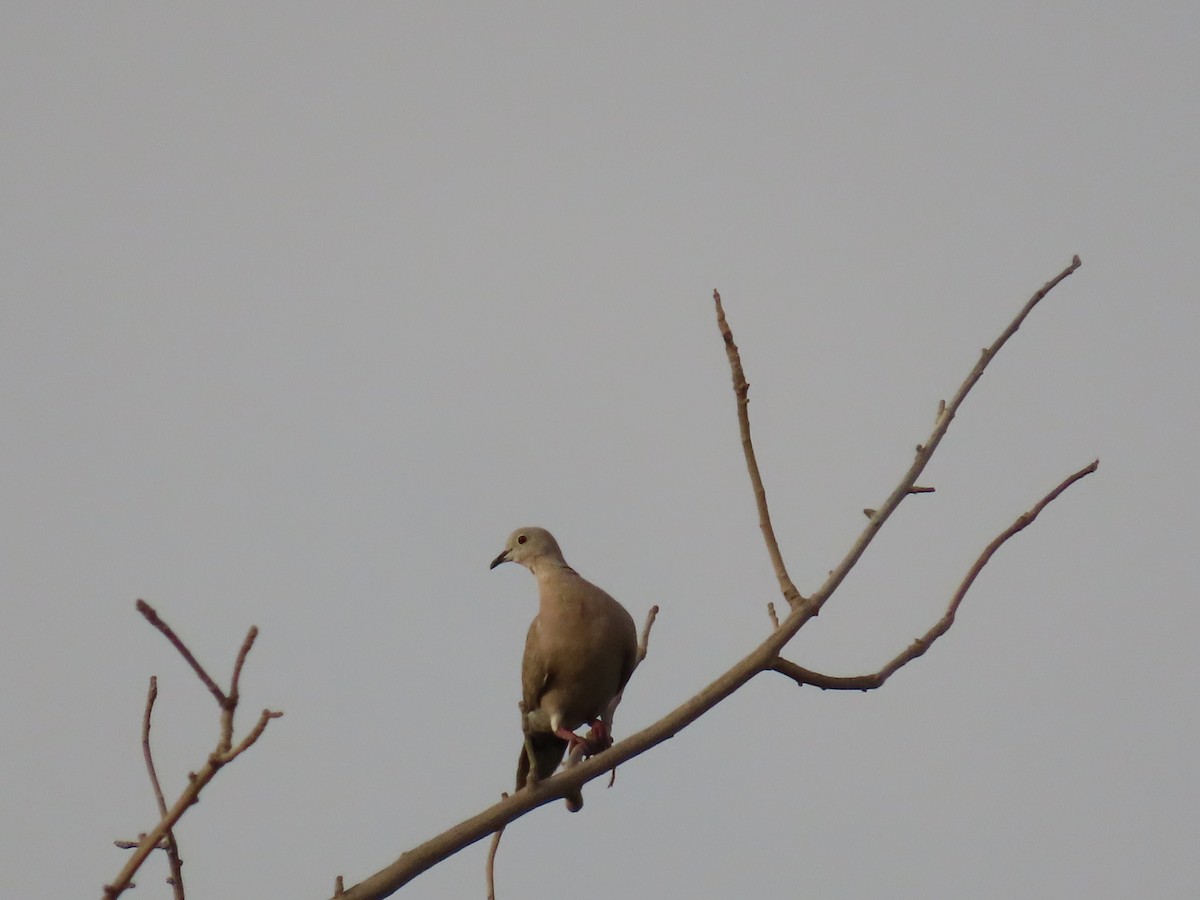 Eurasian Collared-Dove - ML617971042