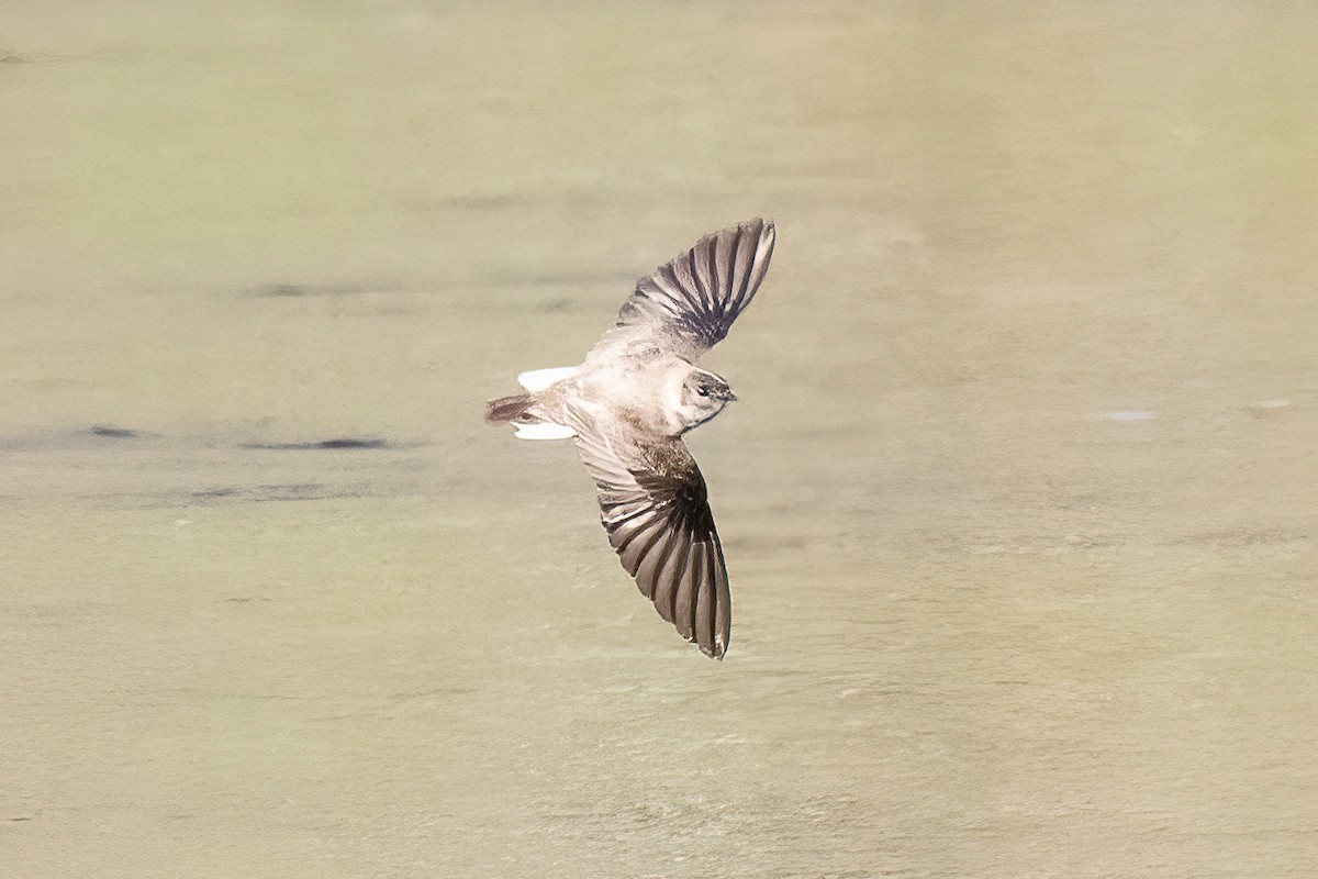 Northern Rough-winged Swallow - ML617971050