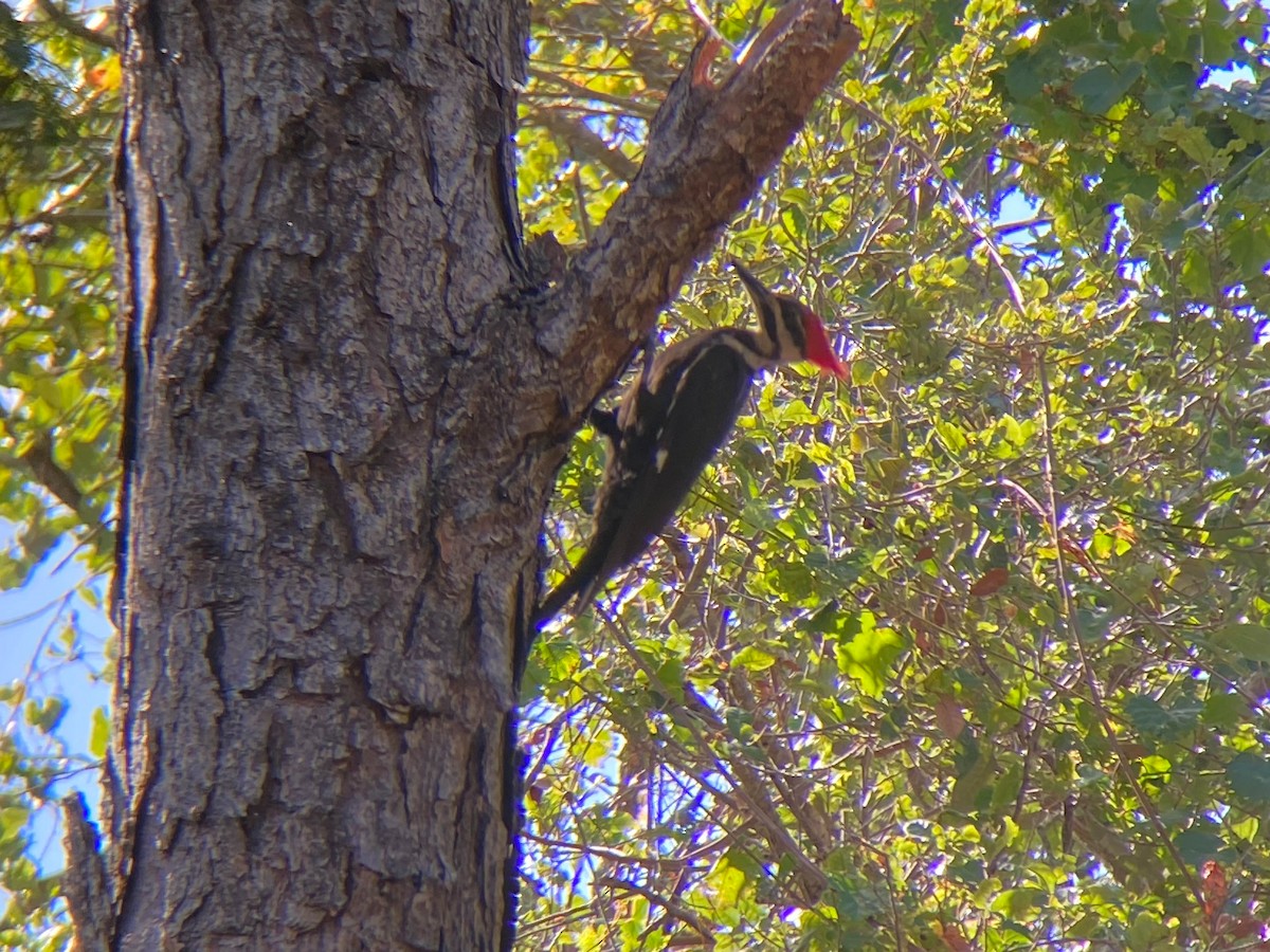Pileated Woodpecker - ML617971054