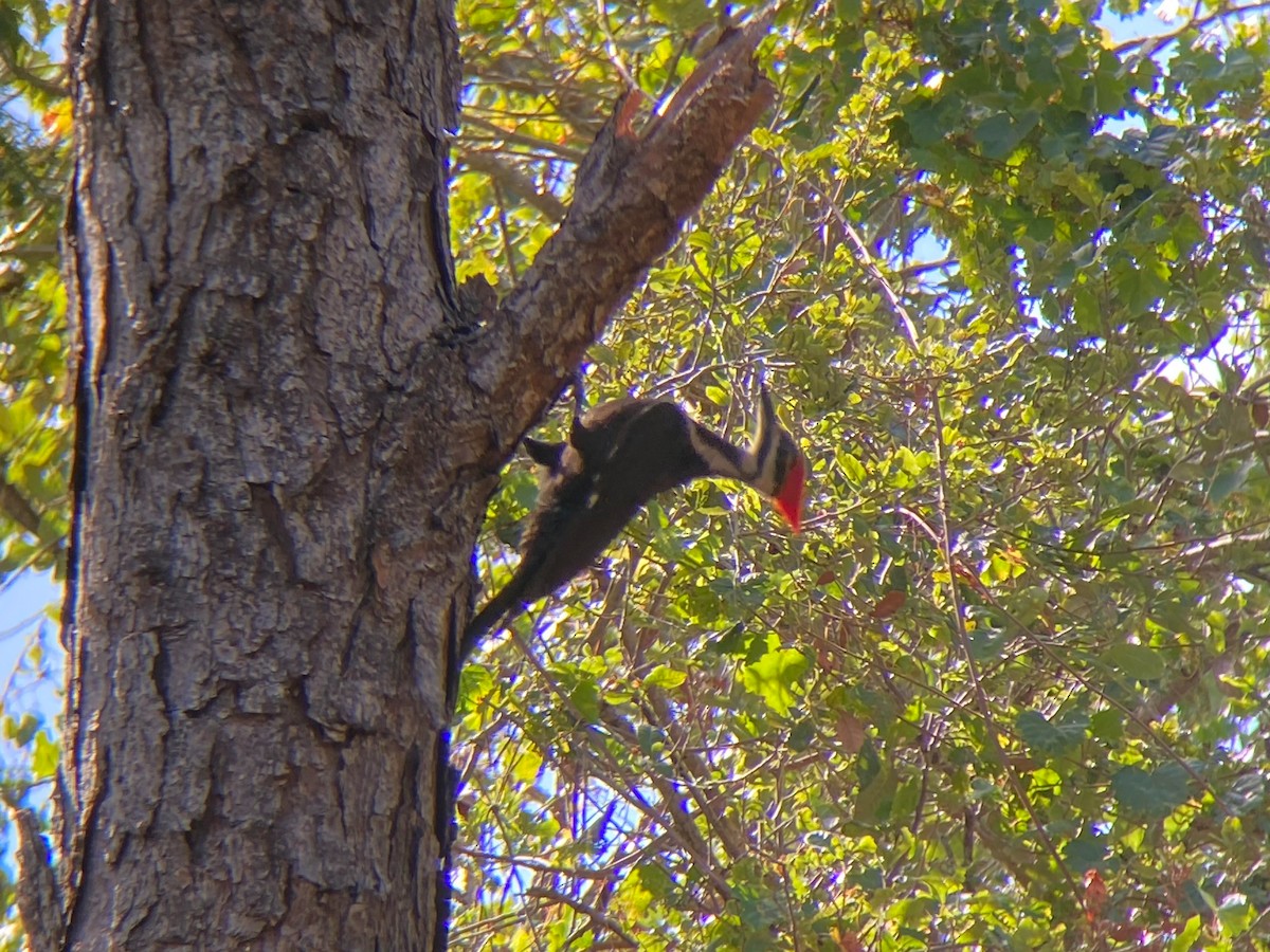 Pileated Woodpecker - ML617971055