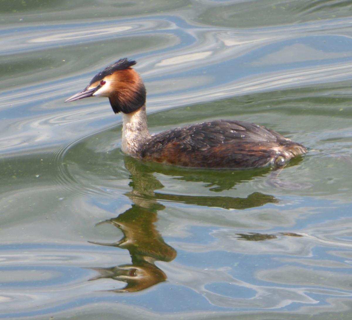 Great Crested Grebe - Jason Anderson