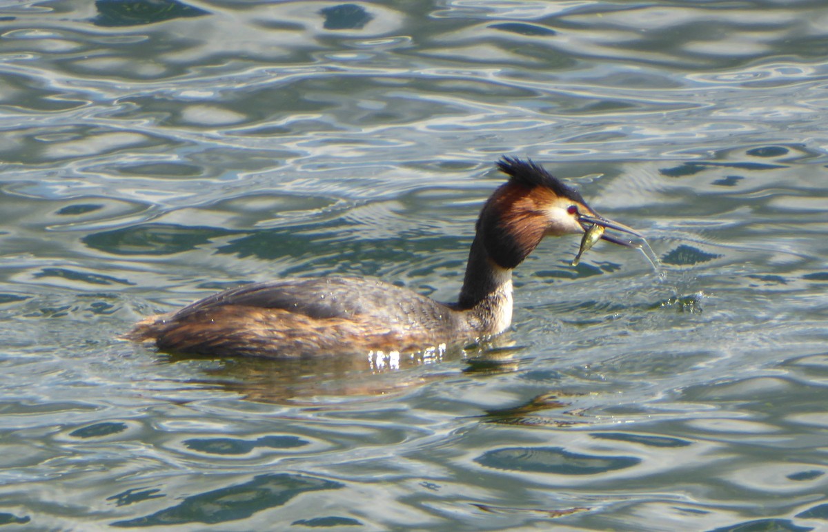 Great Crested Grebe - ML617971075