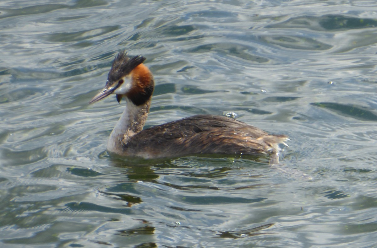 Great Crested Grebe - Jason Anderson