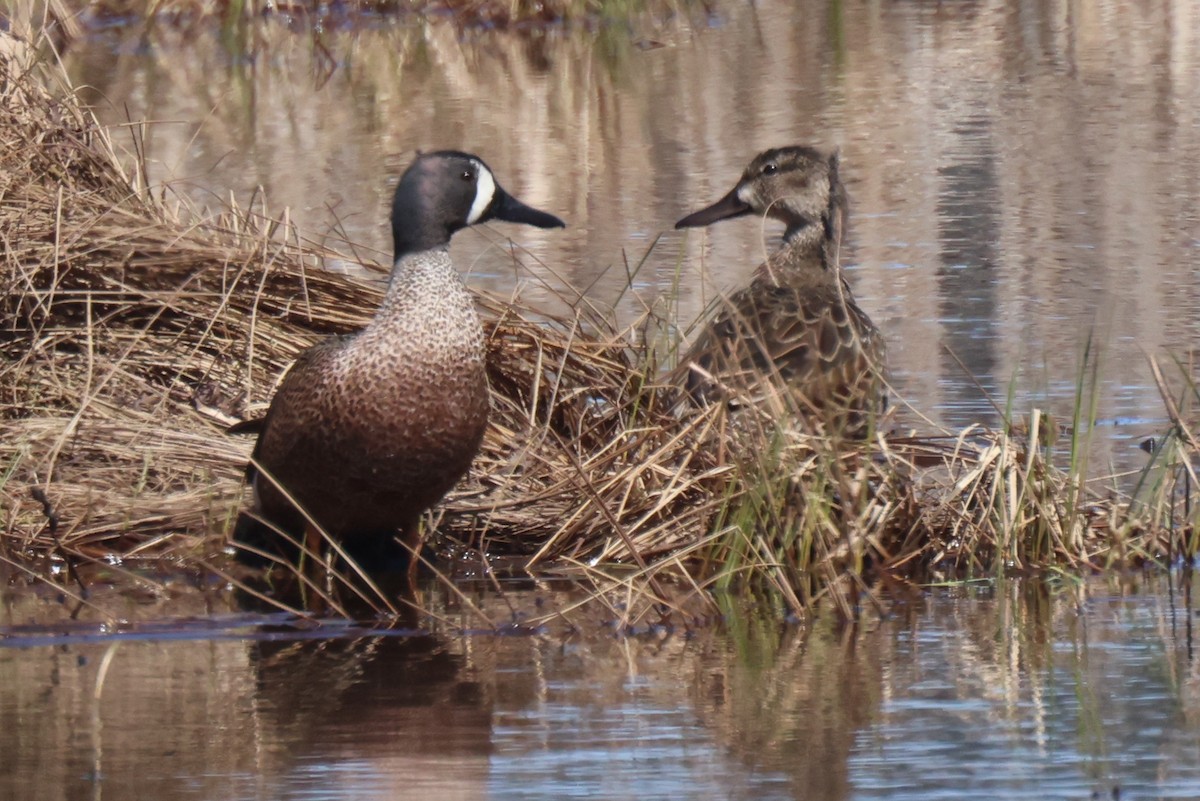 Blue-winged Teal - ML617971099