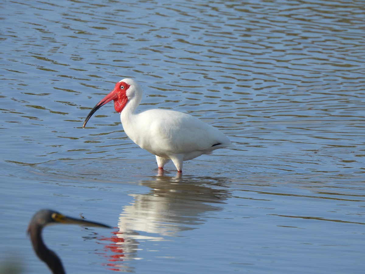 ibis bílý - ML617971110