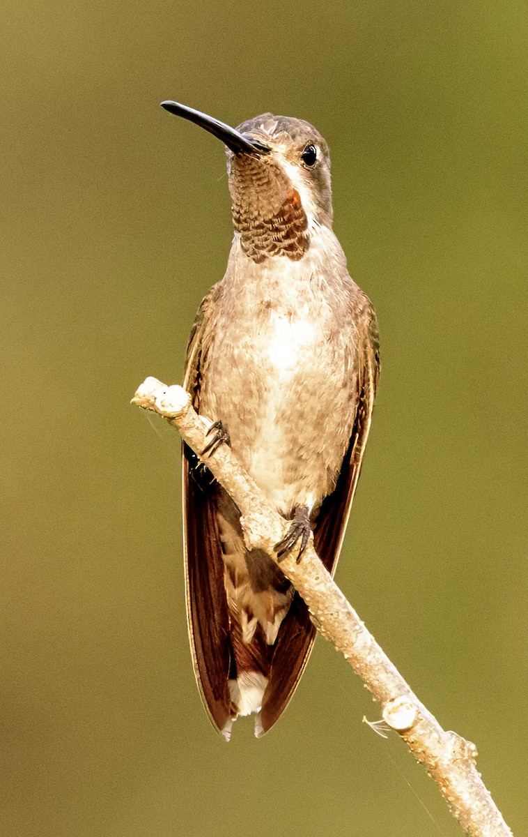 kolibřík achátový - ML617971137