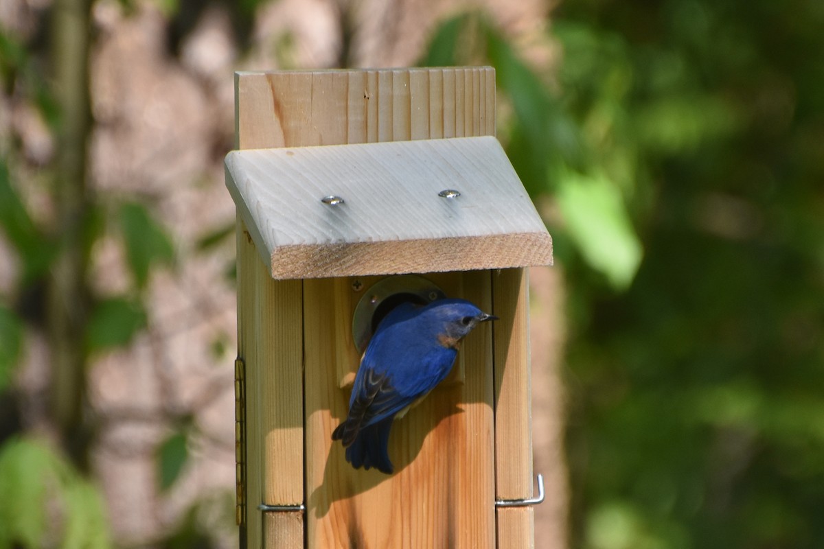 Eastern Bluebird - stephen johnson  🦜