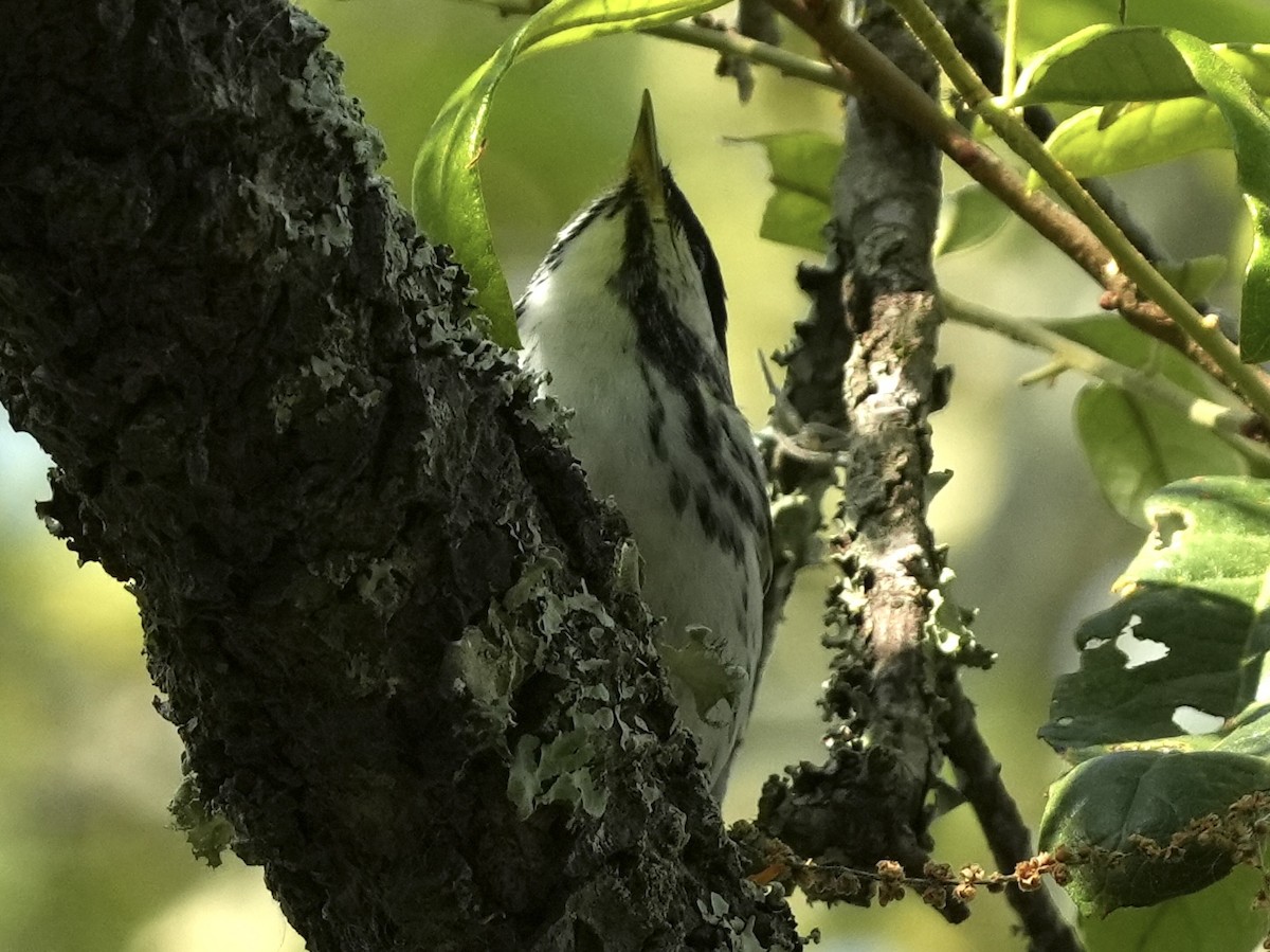 Black-and-white Warbler - ML617971146