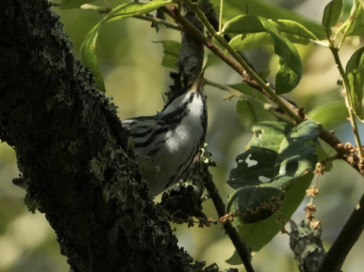 Black-and-white Warbler - ML617971147
