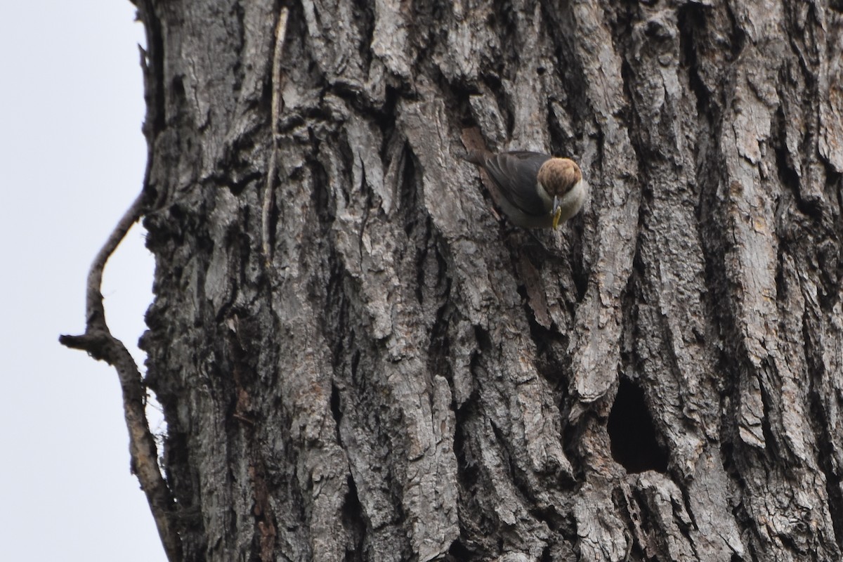 Brown-headed Nuthatch - ML617971173