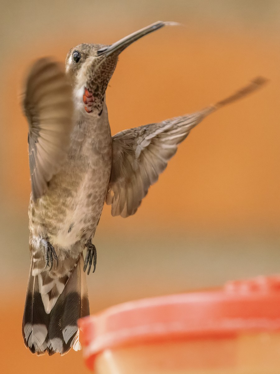 kolibřík achátový - ML617971181