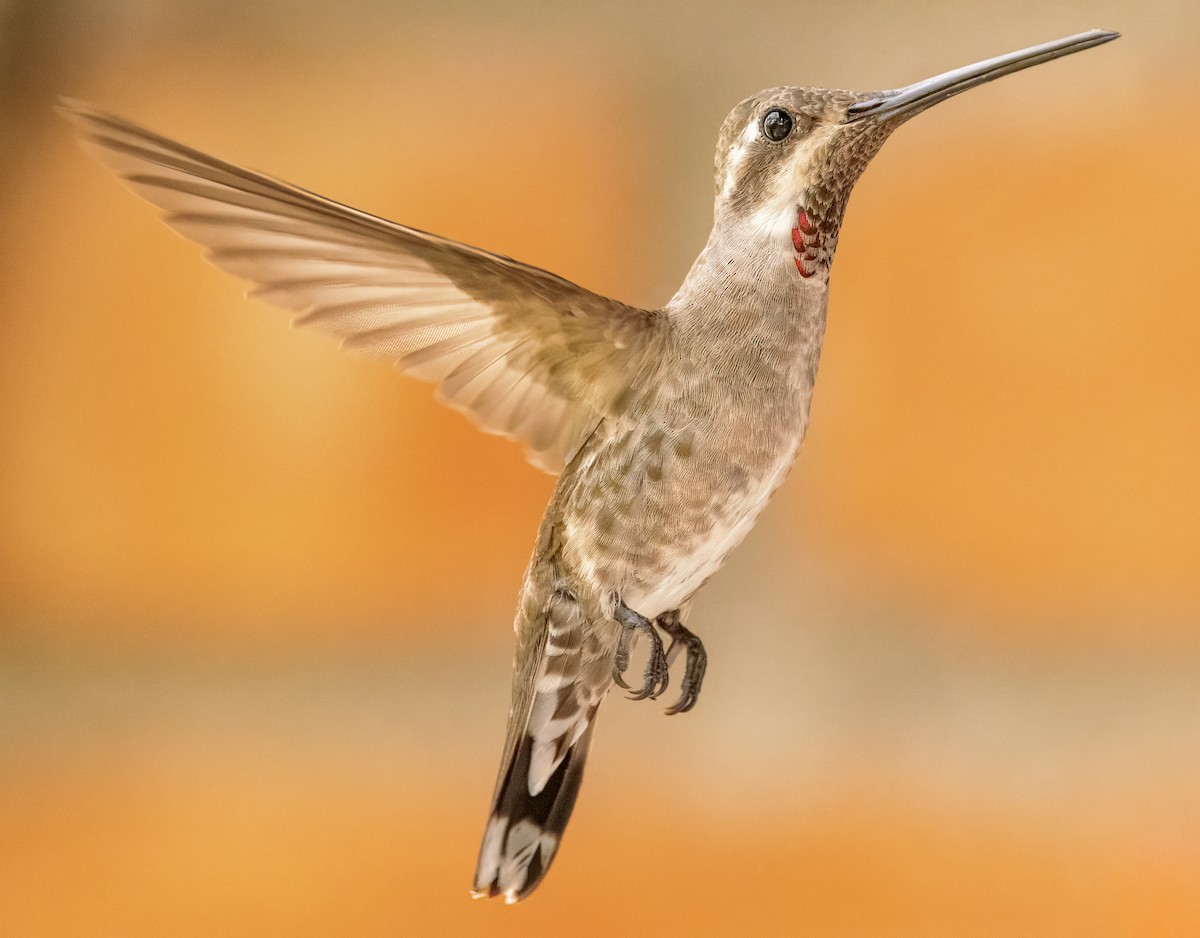 kolibřík achátový - ML617971184