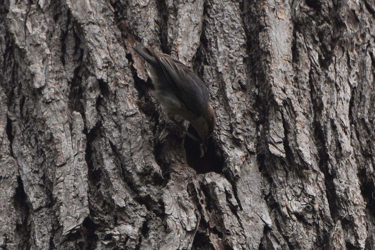 Brown-headed Nuthatch - ML617971192
