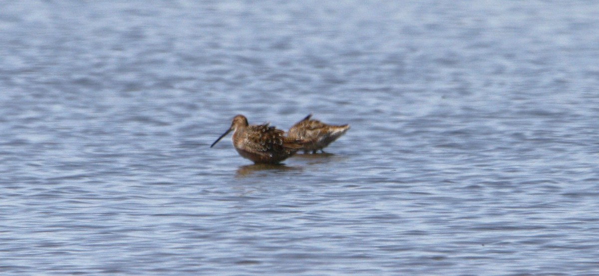 Long-billed Dowitcher - ML617971223