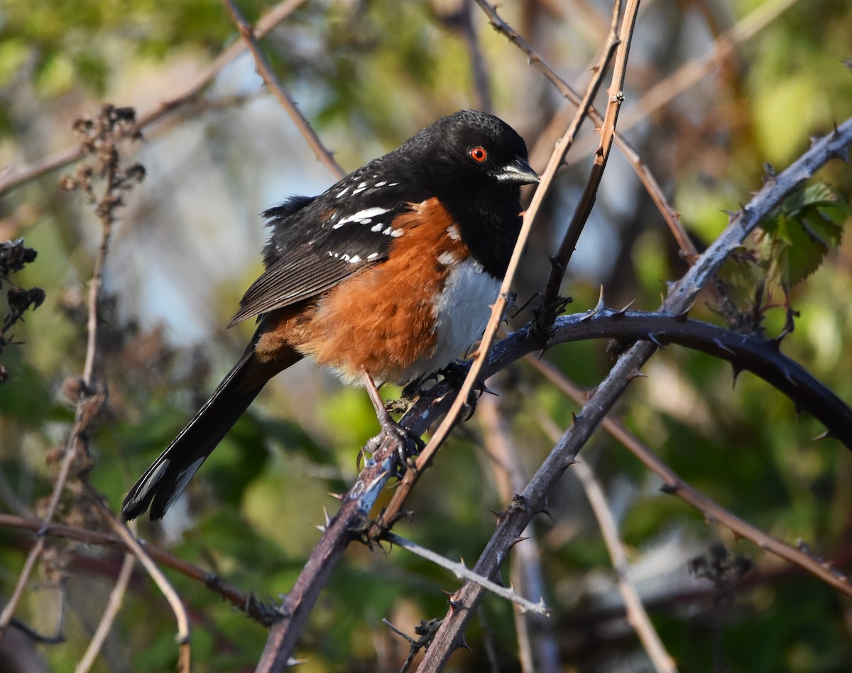Spotted Towhee - ML617971226